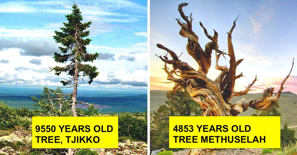 The 10 Oldest Trees in the World That Are Still Alive