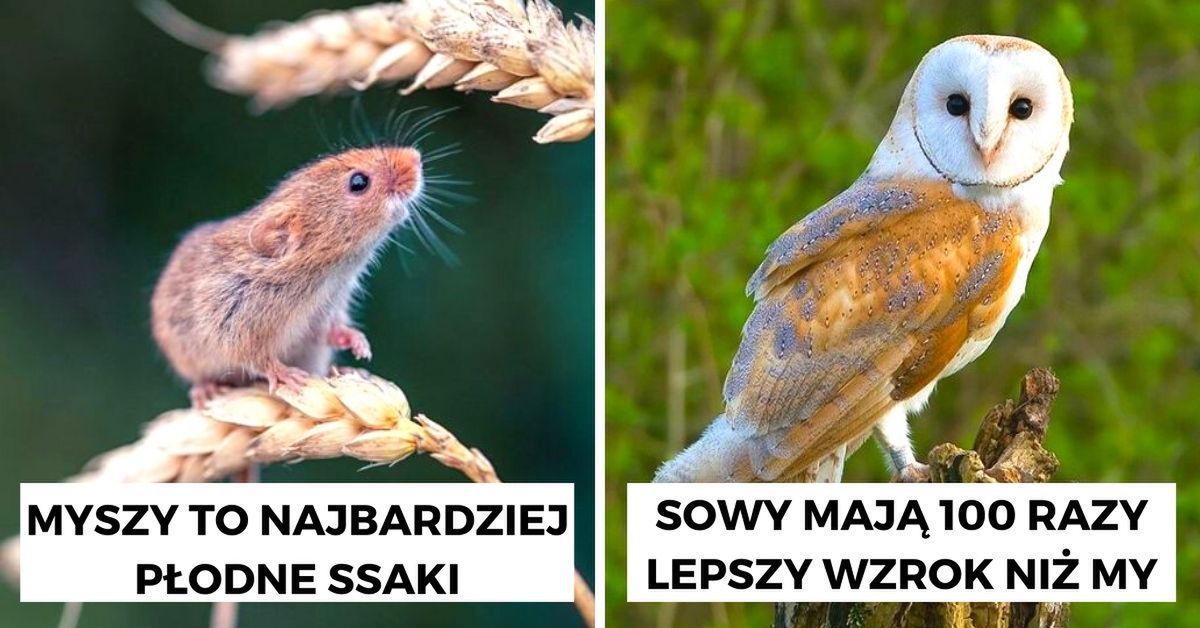 Obrazek
