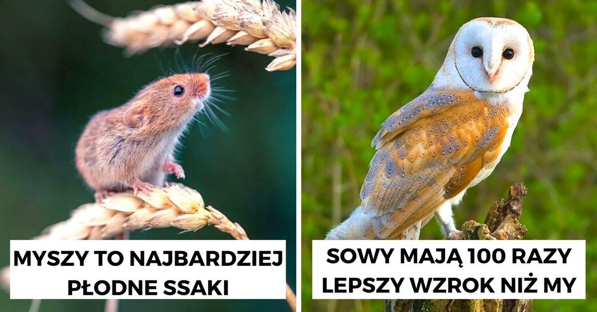 13 rekordzistów wśród zwierząt żyjących w Polsce. To prawdziwi wyczynowcy żyjący w lasach