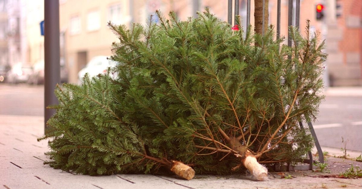 6 sprytnych sposobów na recykling choinki. Nie wyrzucaj ją na śmietnik!