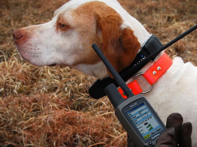 Nowe urządzenia Garmin do lokalizacji i tresury psów