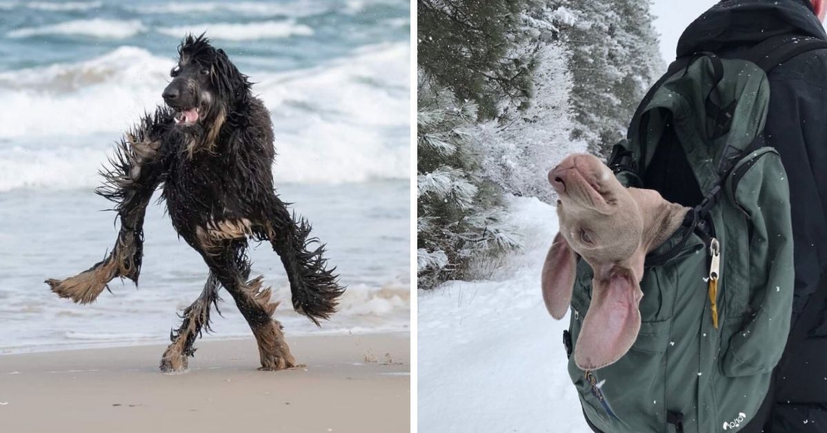 15 Funny Photos of Dogs. These Pets Really Amused Their Owners