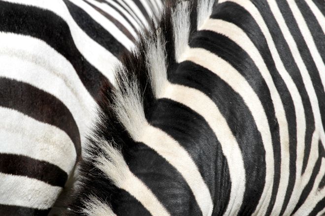 Dlaczego zebry mają paski?