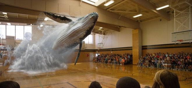 Niesamowite wideo - wieloryb wyskakuje z podłogi sali gimnastycznej