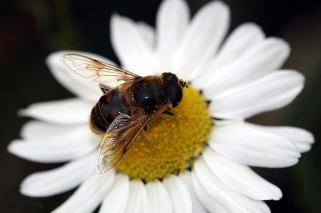 Pszczoły pomogą usprawnić działanie robotów