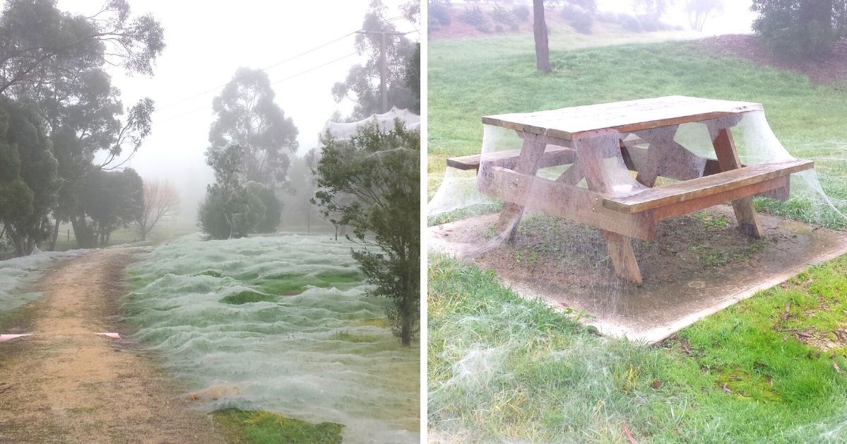 11 miejsc spowitych pajęczyną... Jak nie z tej ziemi sceny prosto z Australii