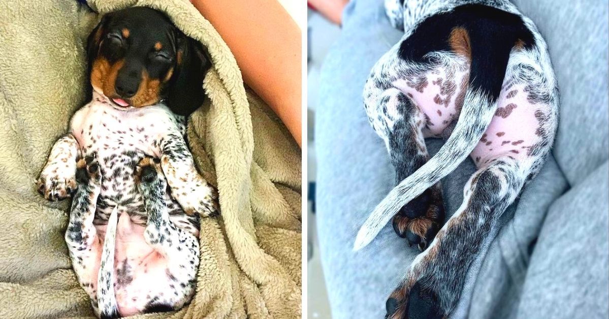 A Dachshund Called Moo Has Won the Hearts of Instagrammers. He Looks a Bit Like a Dalmatian