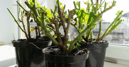 Luty to ostatni dzwonek na rozmnażanie pelargonii! Jak to zrobić, aby się przyjęły?