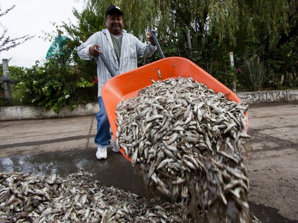 Tysiące ryb zginęły w niewyjaśnionych okolicznościach