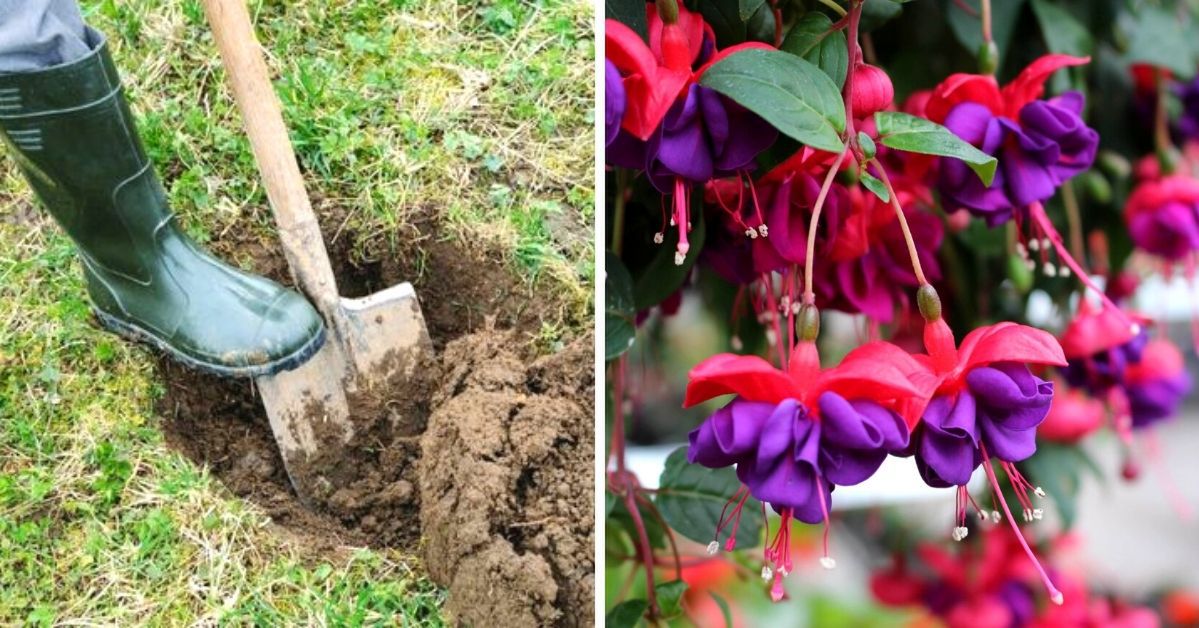 A New Way to Overwinter Fuchsias, for Which You Don’t Need Any Space at Home