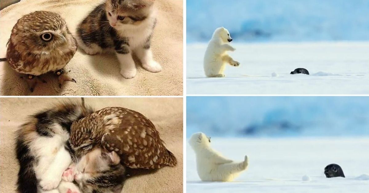 20 Tiny Animals That Will Steal Your Heart at a Single Glance