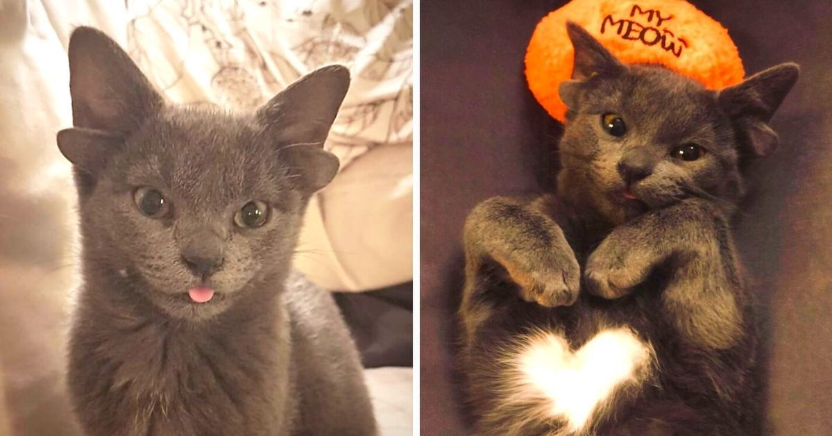 A Kitten That No One Wanted Because He Was Born With Deformities, is an Instagram Star