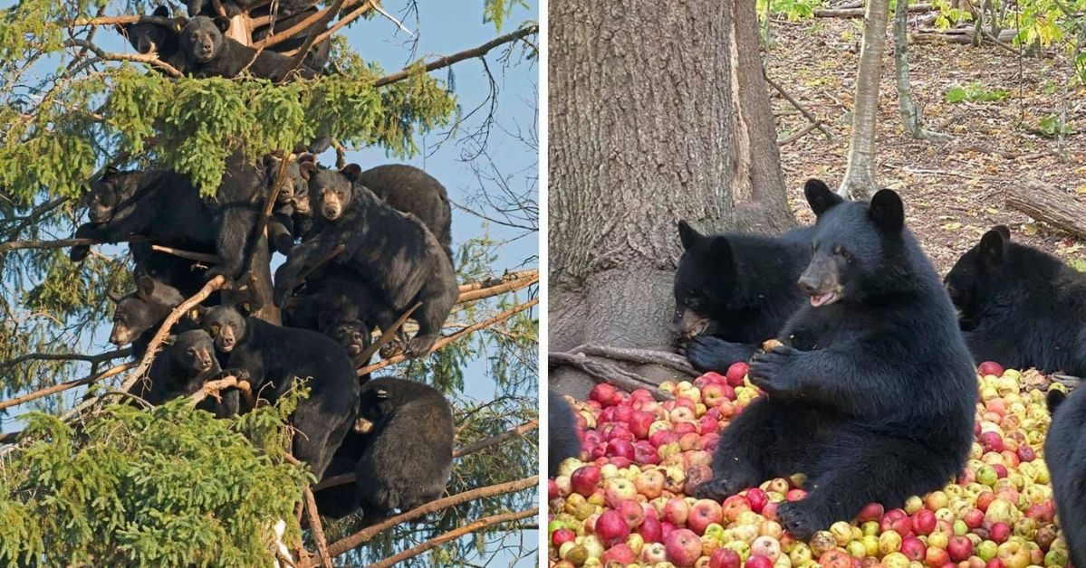 17 Pictures of Bears That Do Things So Unusual You’d Think They're Human