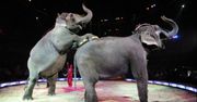 W cyrkach nie będzie już zwierząt? PO chce tego zakazać