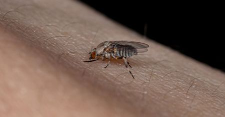 Co odstrasza meszki? Będą omijać Twój ogród i taras szerokim łukiem