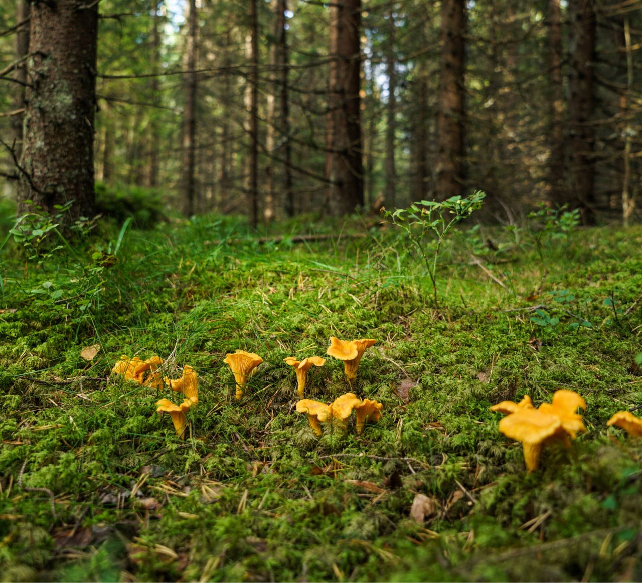 Jak wyczyścić kurki - Pyszności; Foto: Canva