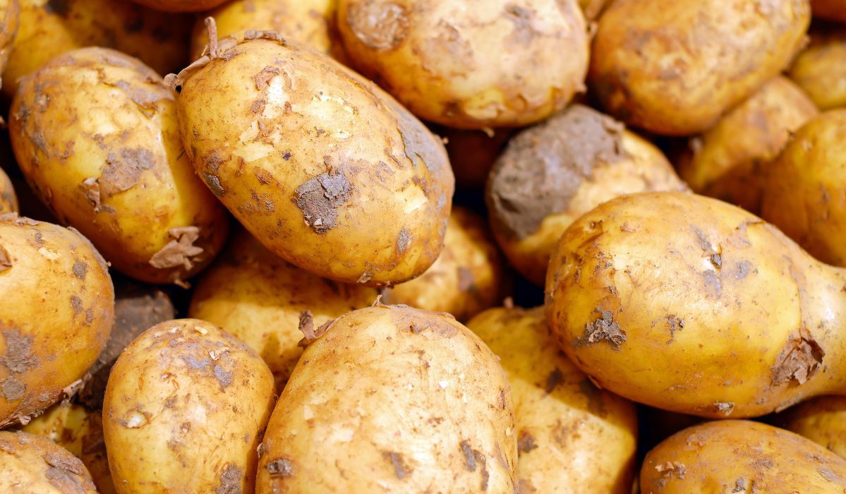 Młode ziemniaki stracą smak, jeśli popełnisz jeden błąd - Pyszności; foto: Canva