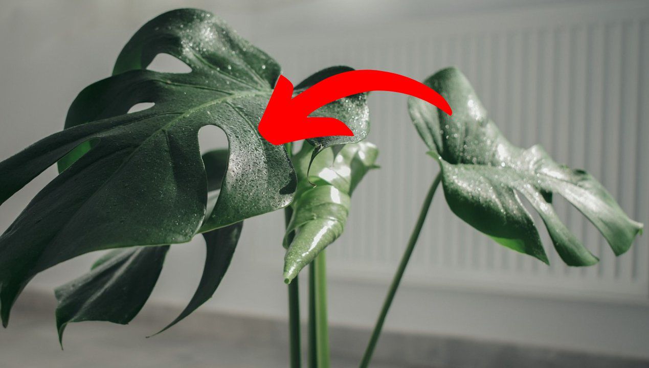 Dlaczego monstera płacze? Fot. Pixabay