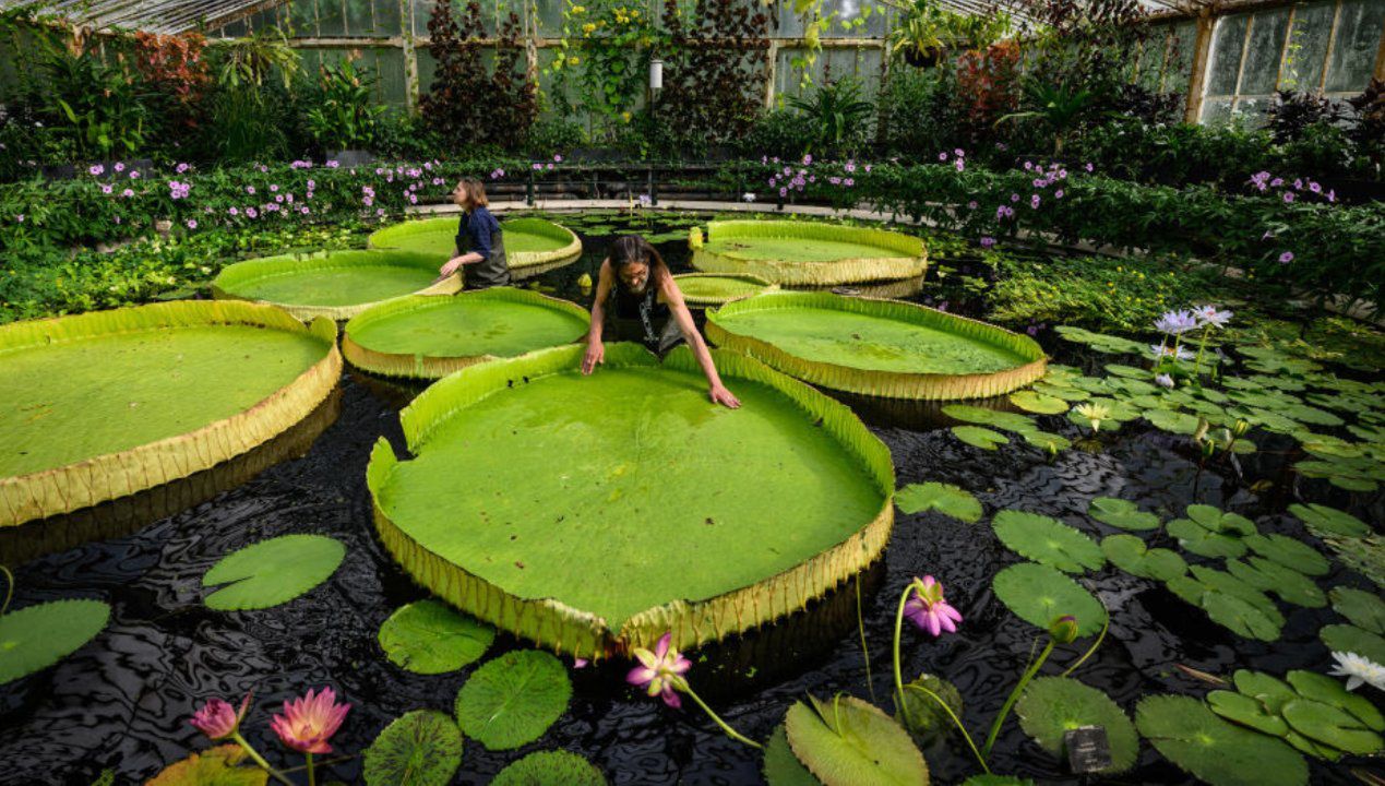 Największa lilia na świecie do cobaczenia w Królewskich Ogrodach Botanicznych w Kew. Fot. Leon Neal/Getty Images