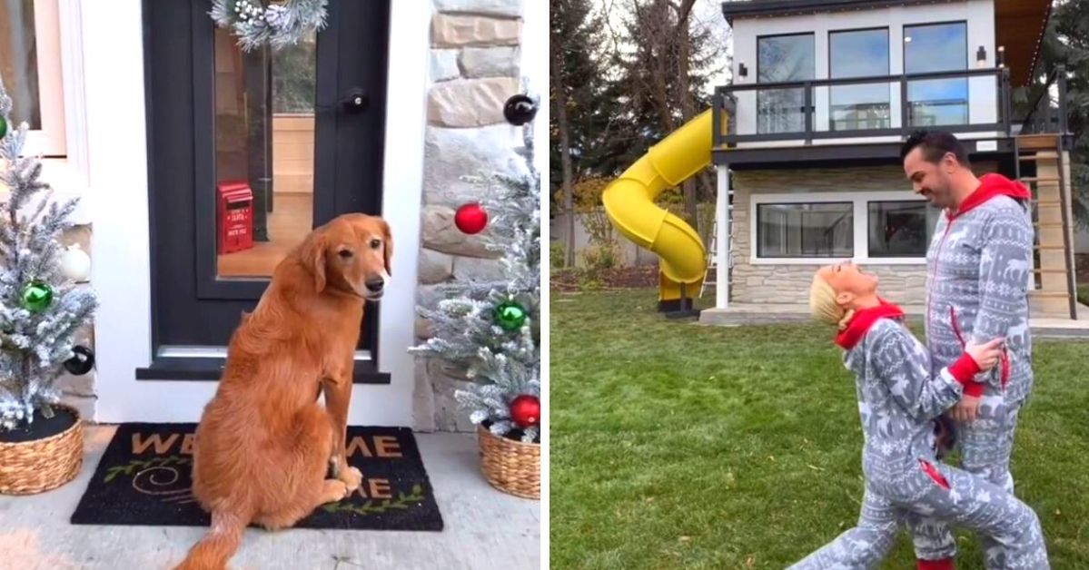 Instead of a Dog House, TikToker Makes a Two-Story House for Her Dogs. The Interior Is Stunning