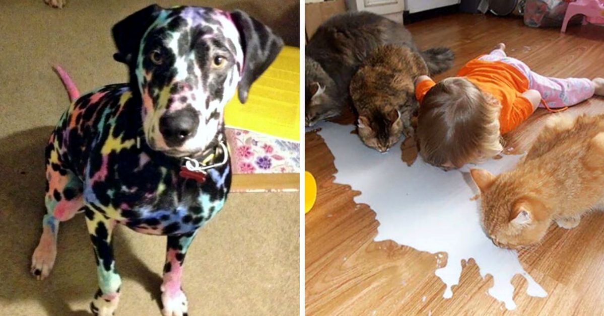 17 People Who Left Their Children Alone With Pets for a Moment
