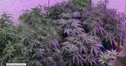 Plantacja marihuany w przyczepie kempingowej. W środku rosły 24 krzewy konopi