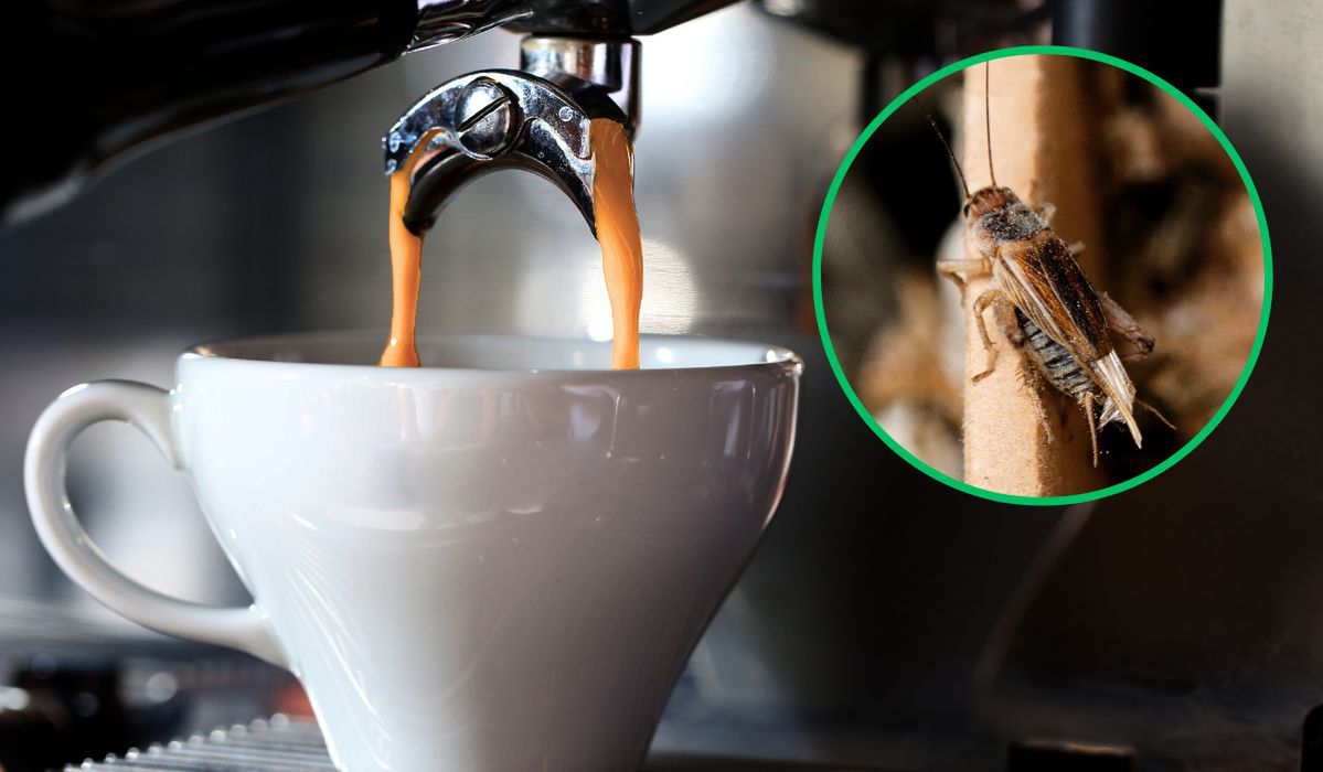 kawa ze świerszczy - Pyszności; foto: Canva