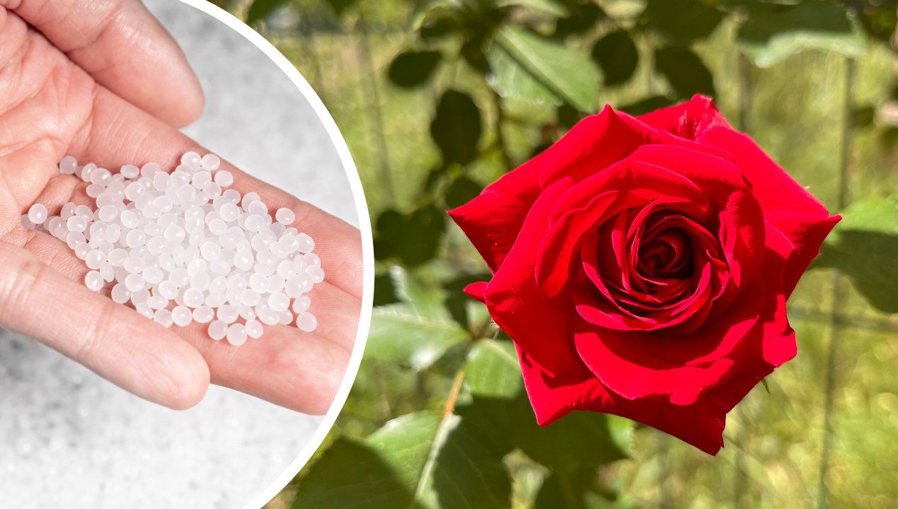 Jak używać soli Epsom do róż? Fot. Freepik