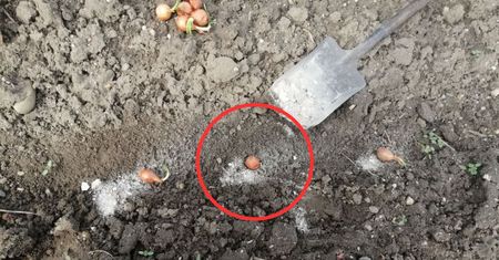 Przed sadzeniem cebuli dymki posypuję tym ziemię. Wzbogaca glebę i zwiększa plony