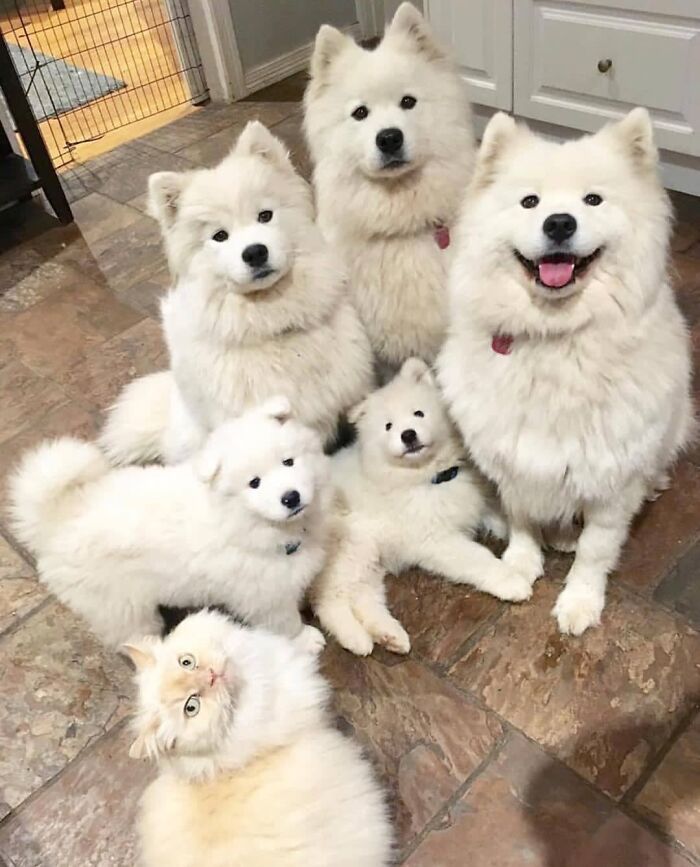 miss_poppet_the_samoyed/insta