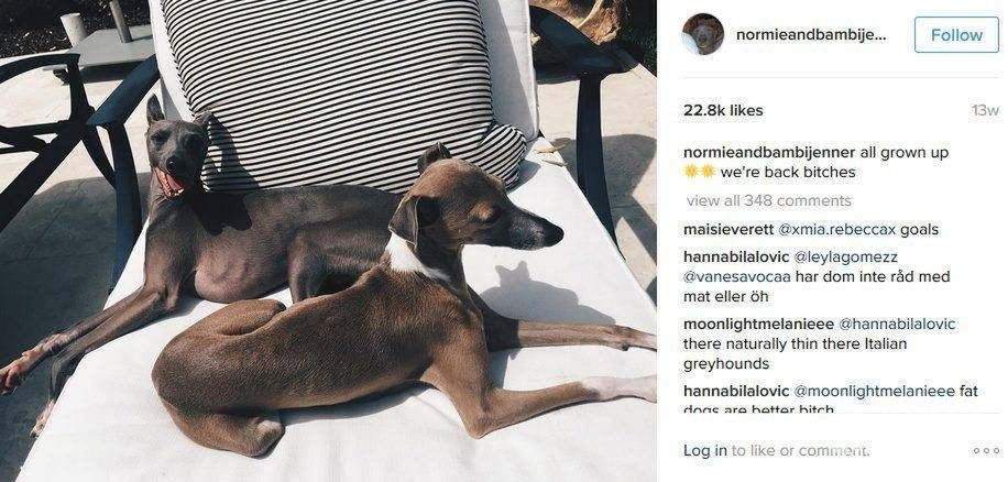 Norman i Bambi, psy Kylie Jenner, mają swoje konto na Instagramie