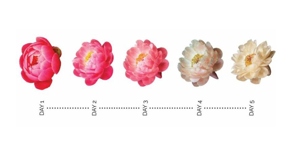 12 Surprising Facts about Peonies. Anyone Loving These Flowers Should Definitely Know Them!