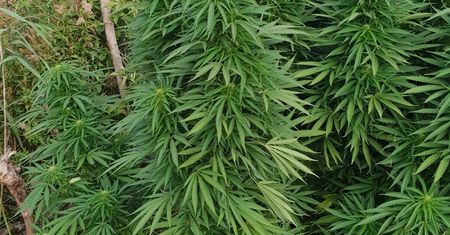 Policja zlikwidowała plantację marihuany