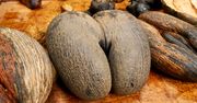 Nietypowe owoce. Swoim kształtem przypominają coś ludzkiego