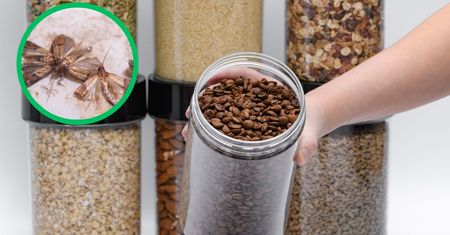 Przetrzyj wszystkie szafki tym produktem. Mole wyprowadzą się z twojej kuchni