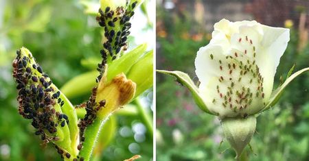 5 naturalnych sposobów na mszyce. Skutecznie pozbędziesz się ich z roślin