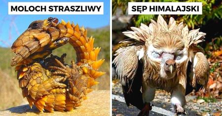 17 niepospolitych zwierząt, które każdego obserwatora oczarują swoją oryginalną aparycją