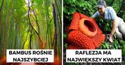 Rośliny mają moc! 10 imponujących rekordzistów, którym należy się miejsce w księdze Guinnessa