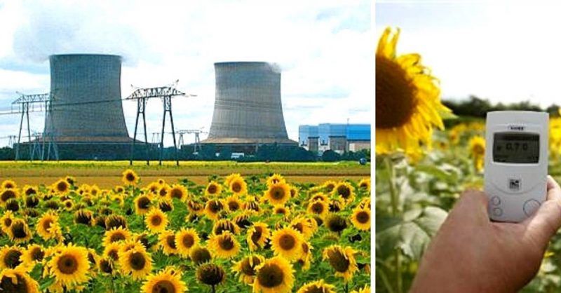 Atomic Sunflowers Grow on Sites of Nuclear Disasters. Their Impact Is Priceless