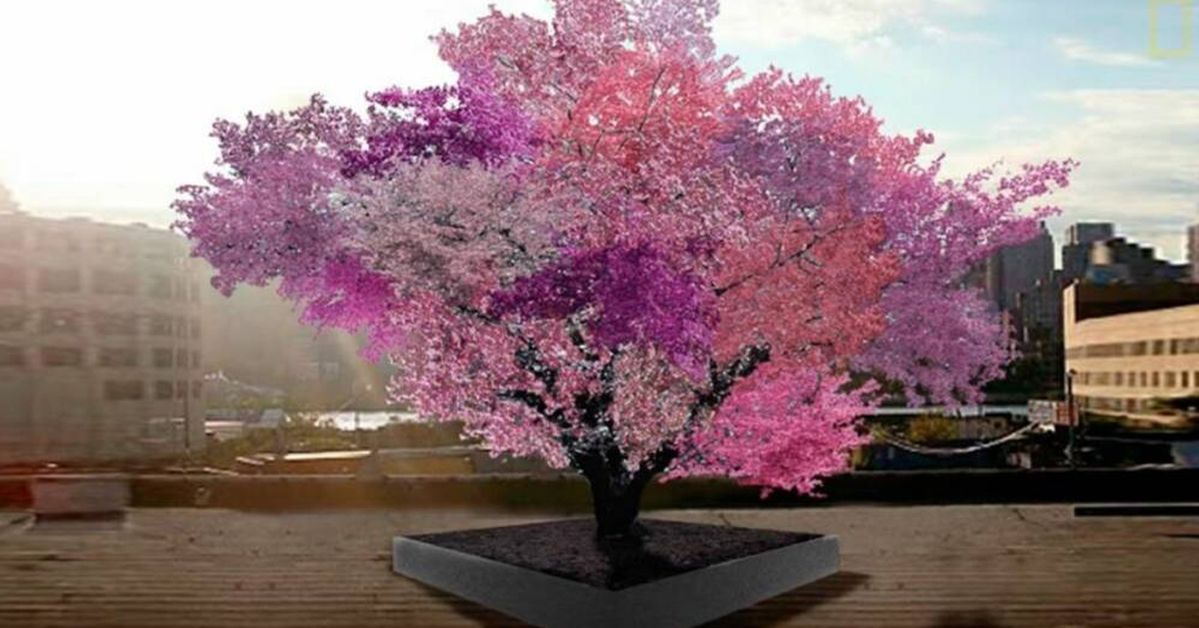 An Amazing Tree With 40 Varieties of Stone Fruit. In the Spring Its Blossom Seems to Be Endless!