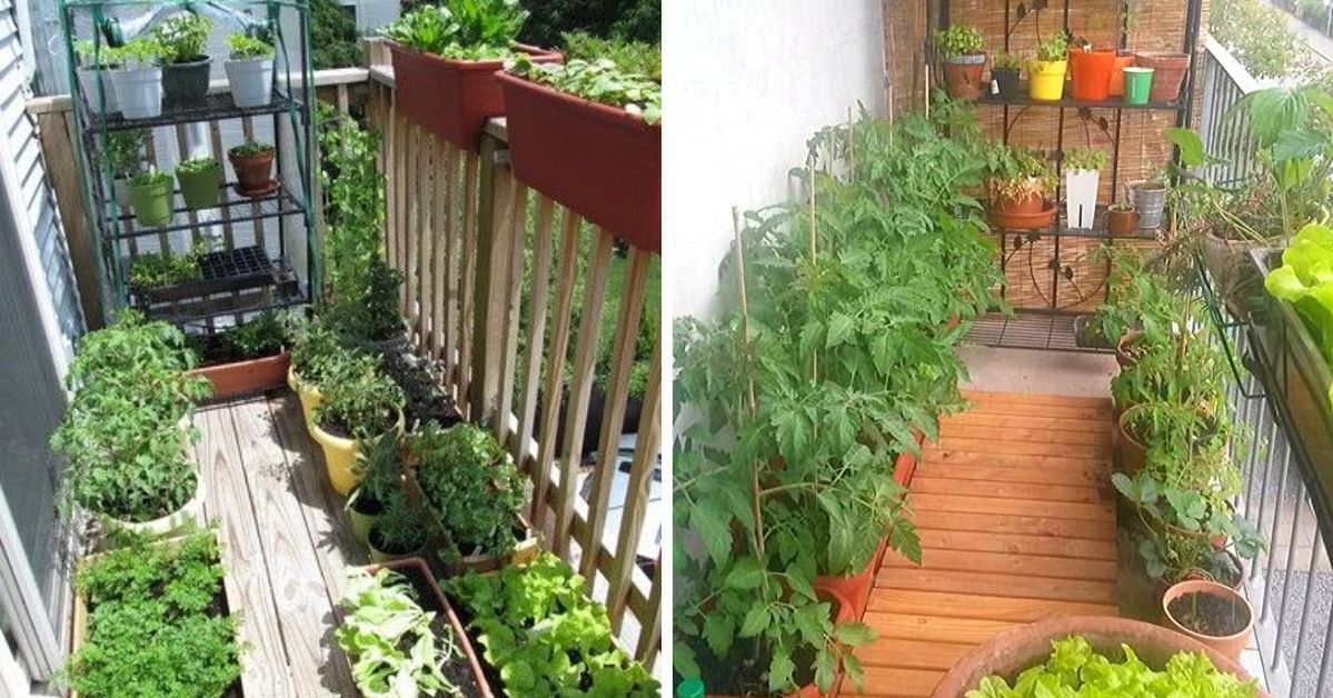 10 Vegetables You Can Grow on Your Balcony. Create Your Own Tiny Vegetable Garden
