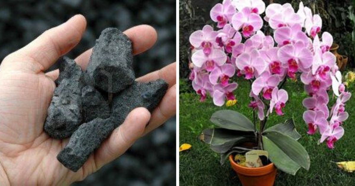 10 Little-known Uses of Coal Useful in the House and in the Garden