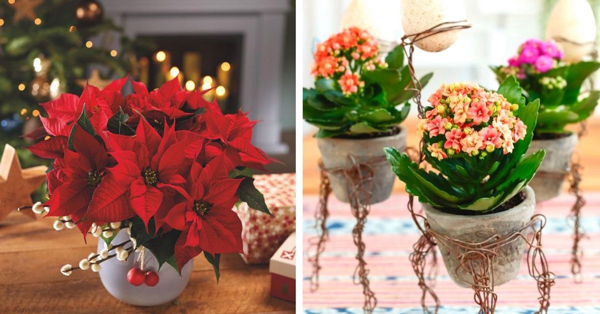 7 Potted Plants Blooming Only in the Winter. Let Them Bring in Some Summer Colors!