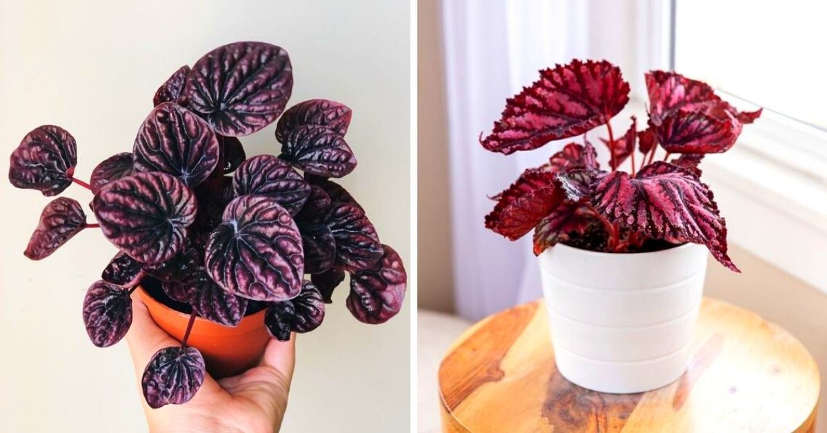 9 Potted Plants with Leaves of Red Wine. You Won’t Take Your Eyes off Them!