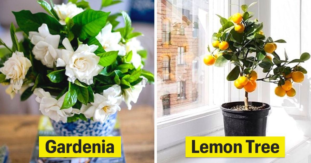 7 Intensively Smelling Potted Plants That Will Successfully Replace The Air Freshener