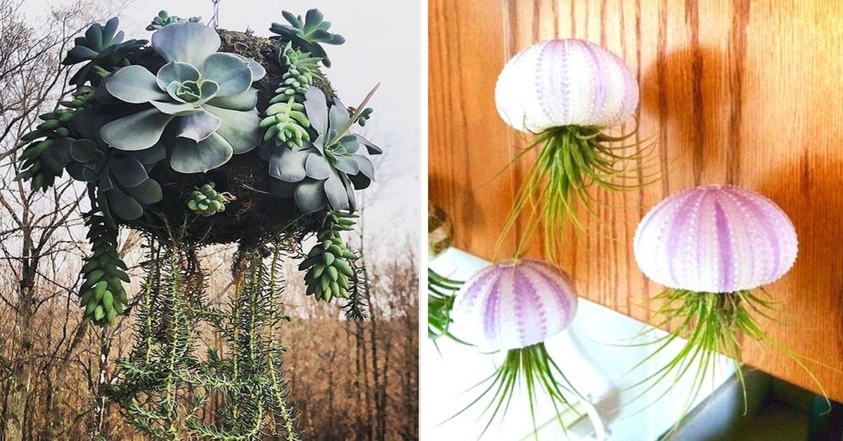 17 Succulents and Airplants Turned into Jellyfish. They Look Amazing!