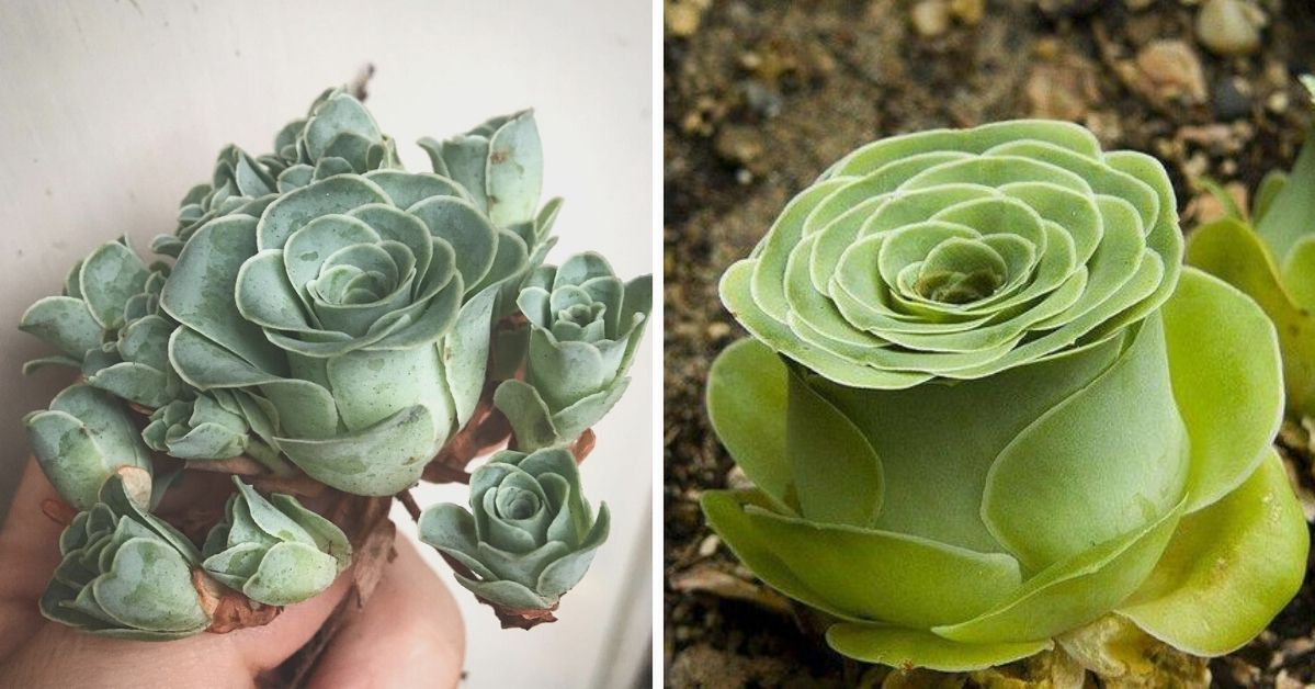 Charming Succulents That Look like Roses. Looking Gorgeous All Year Long!