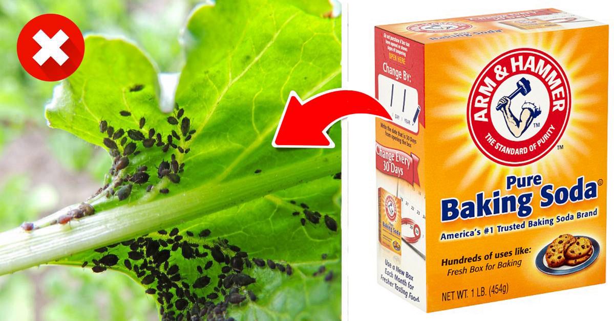 How Baking Soda Can Help in Your Garden