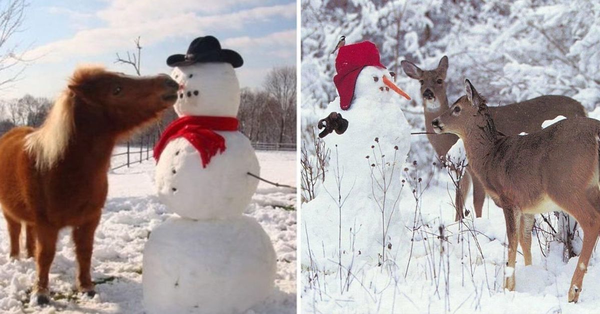 15 Situations When Animals Meet a Snowman. They Are Even Happier than Kids!