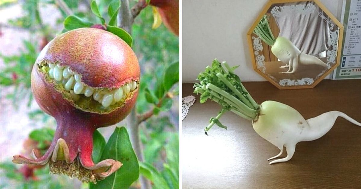 23 Weird Shapes of Fruit and Vegetables. Sometimes You Will Have to Look Twice!